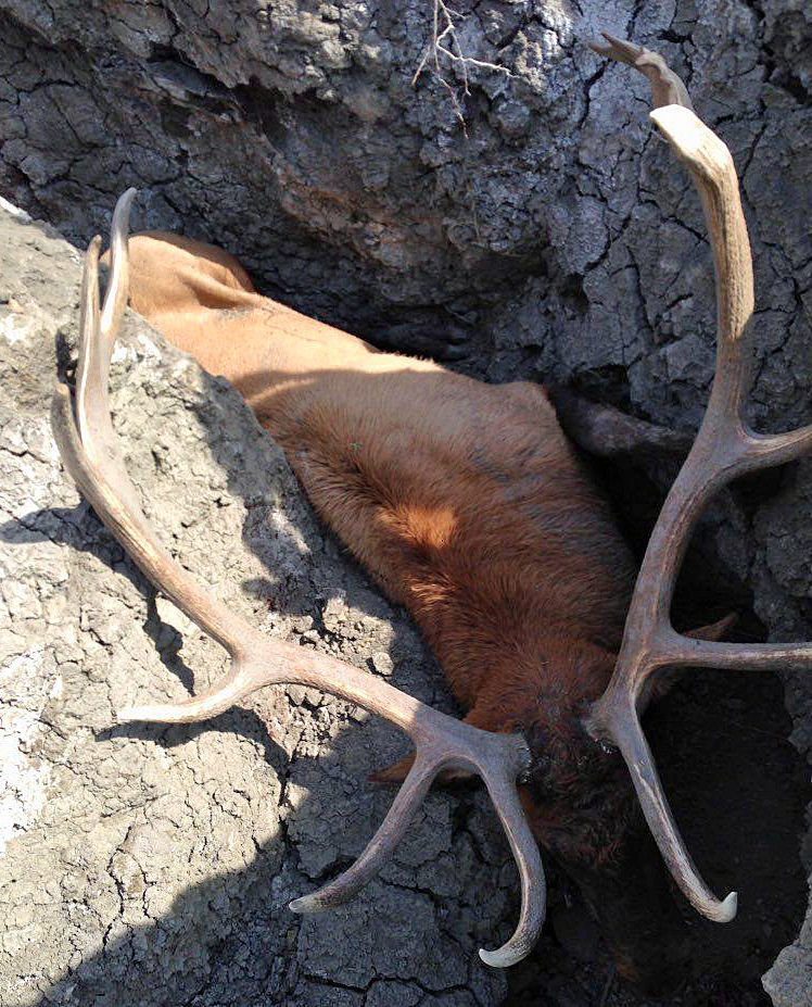 Elk trap